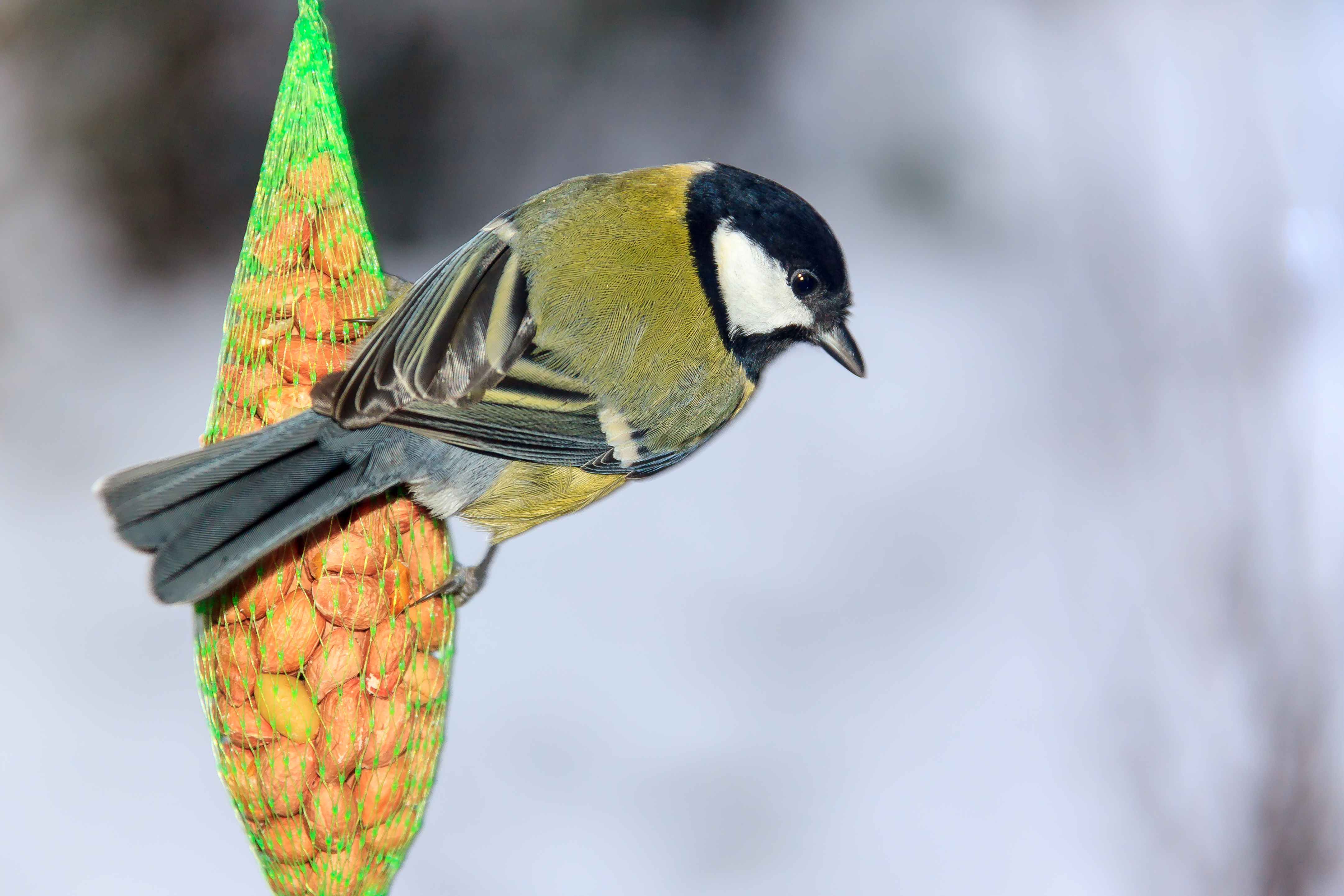 British birds adapt their beaks to birdfeeders