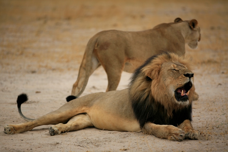 African lions face same threats as extinct Ice Age ancestors 