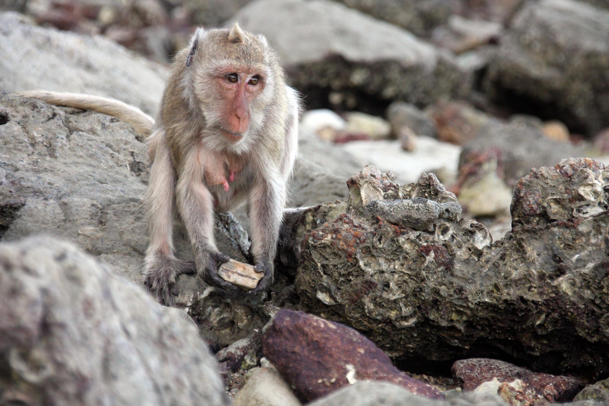 Monkey tool use threatens prey numbers, say researchers