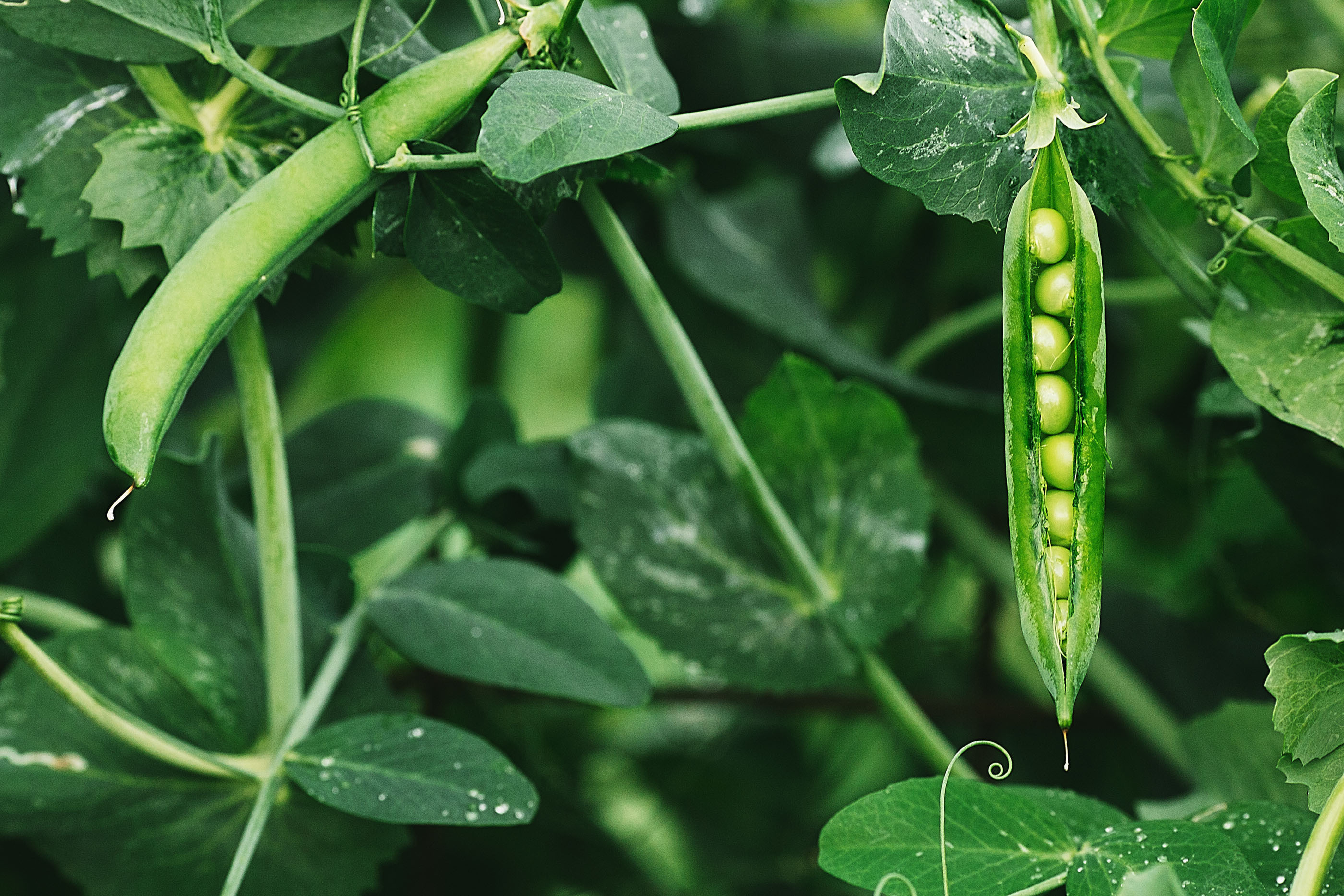 Not so pea-brained after all! Pea plants demonstrate ability to 'gamble' – a first in plants