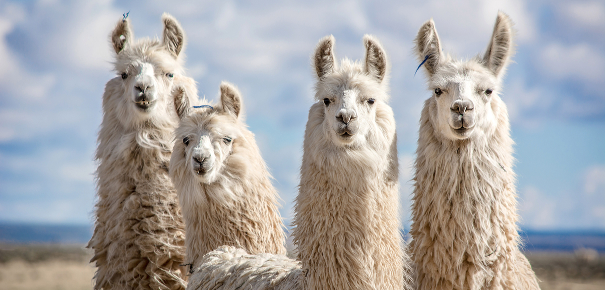 Engineered llama antibodies neutralise COVID-19 virus | University of Oxford