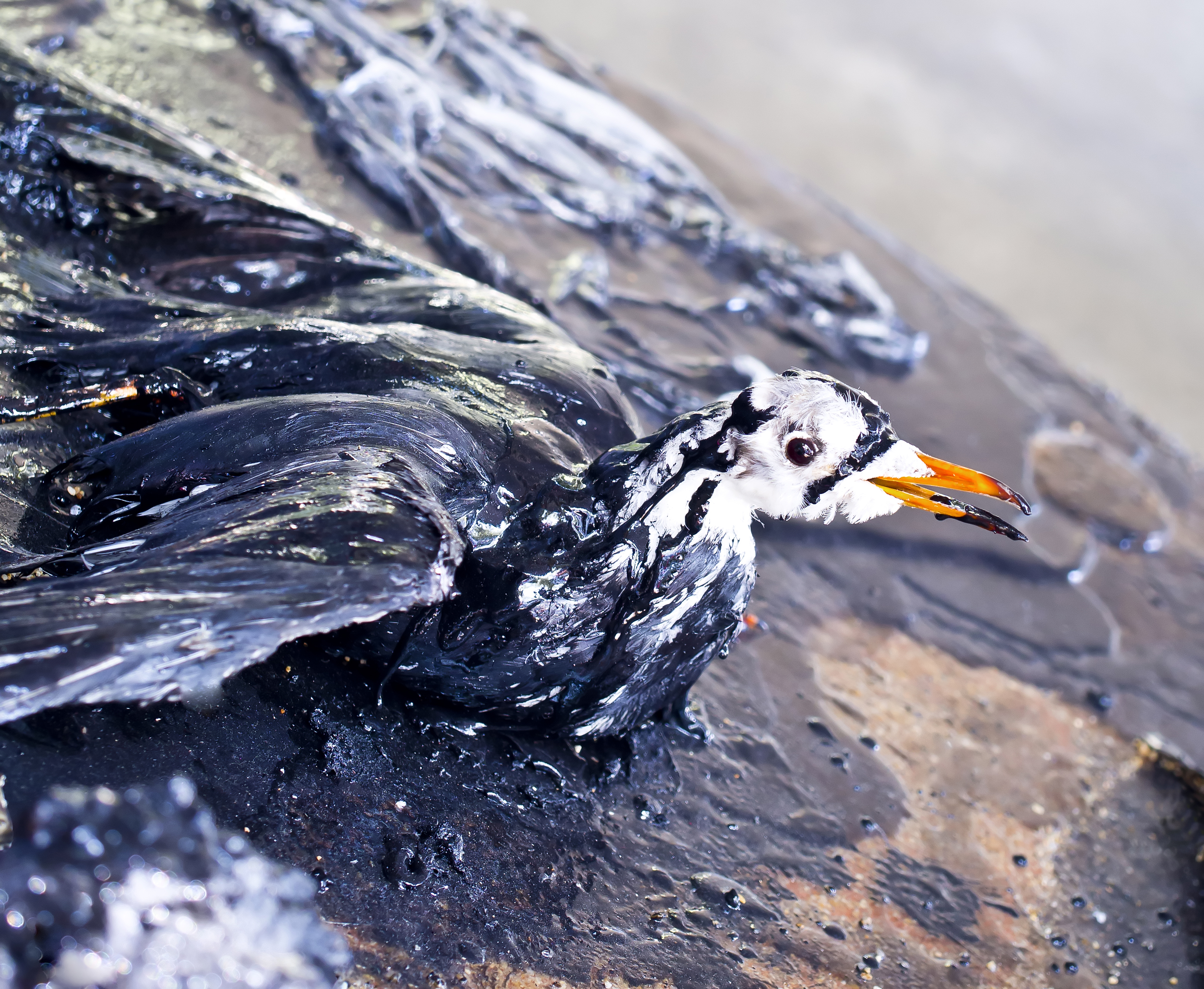 В воде гибнут. Птица в нефти. Чайка в нефти. Загрязнение воды птицы.