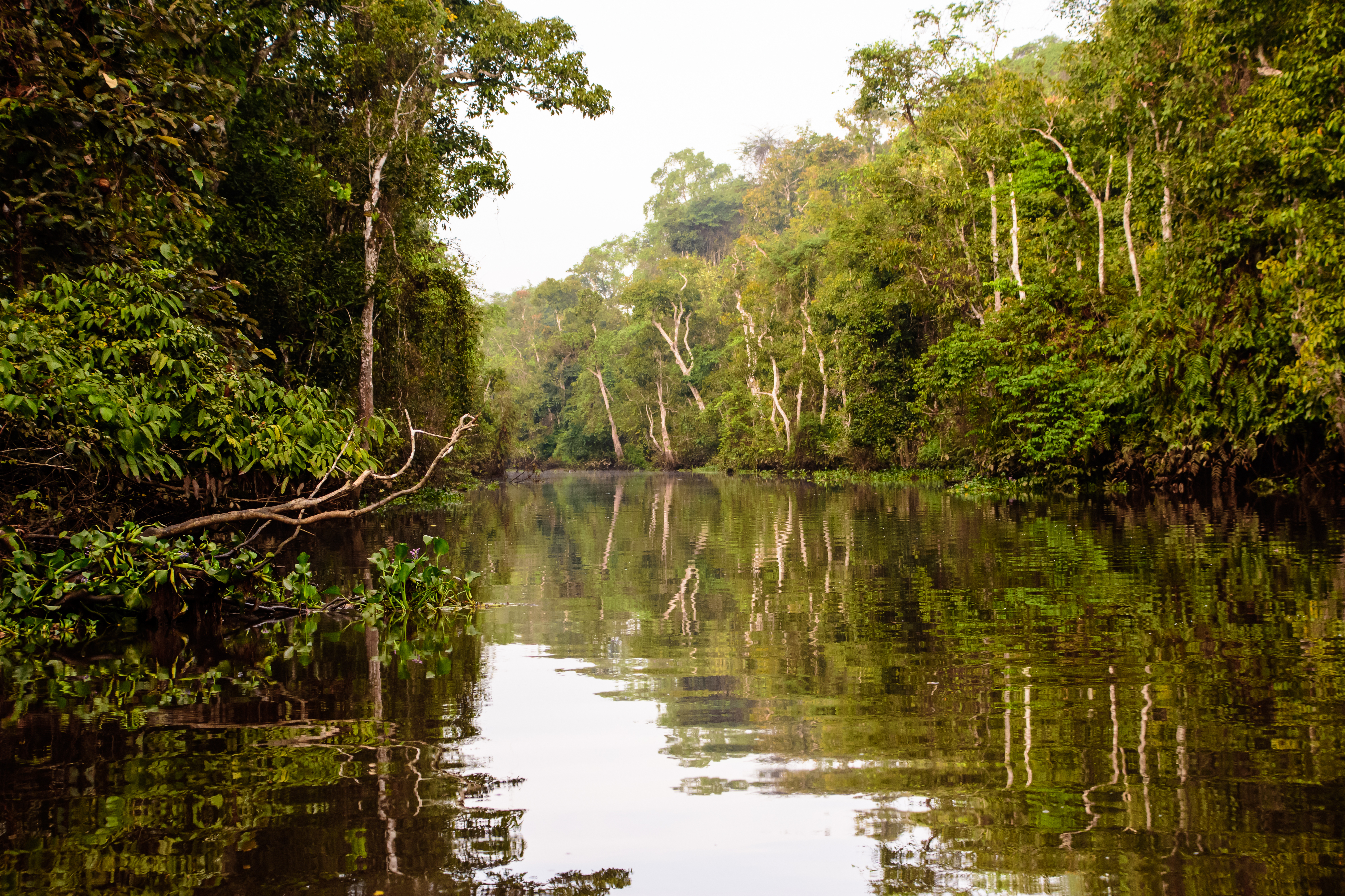  New approach predicts threats to rainforests
