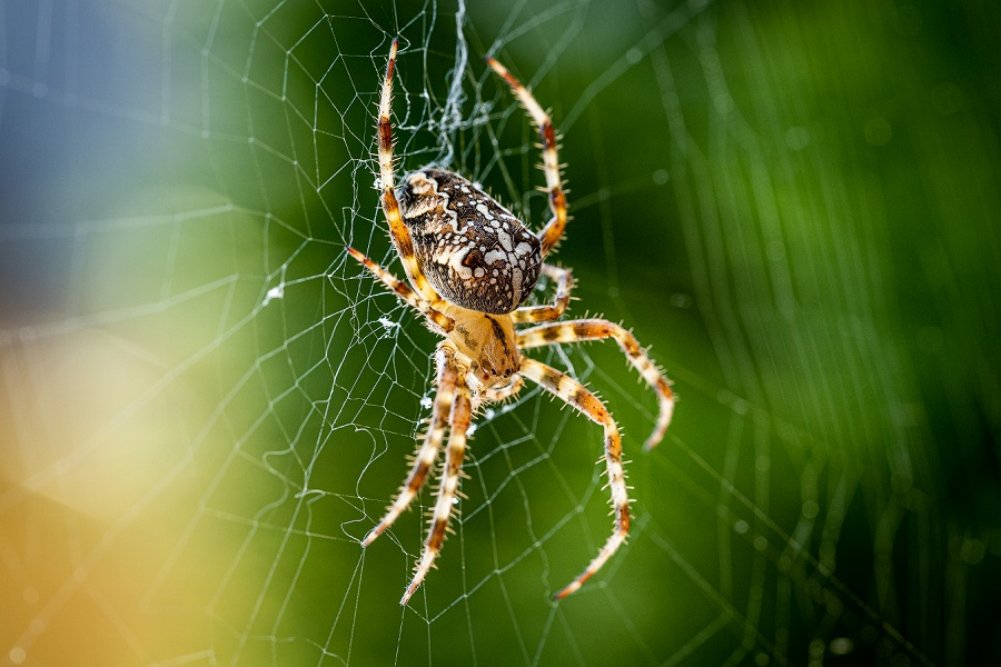 Spider legs build webs without the brain's help – providing a model for  future robot limbs