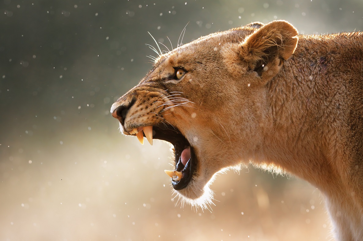 The Lion Roars