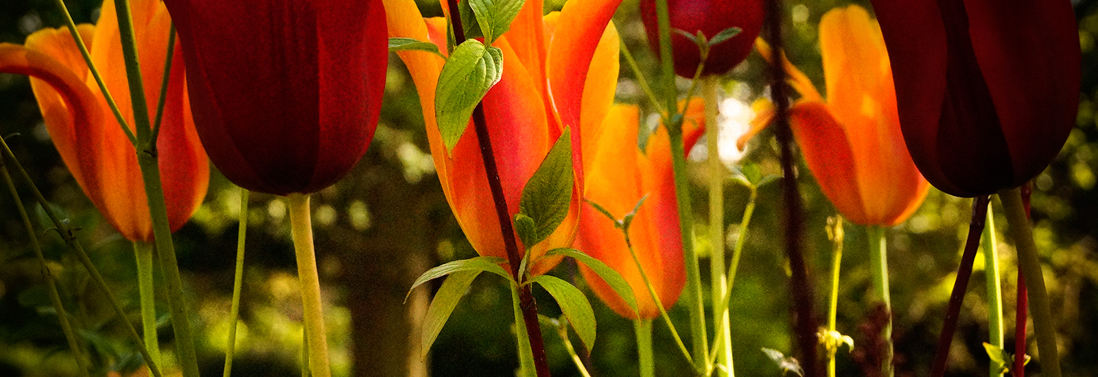 Criminal Convictions University Of Oxford