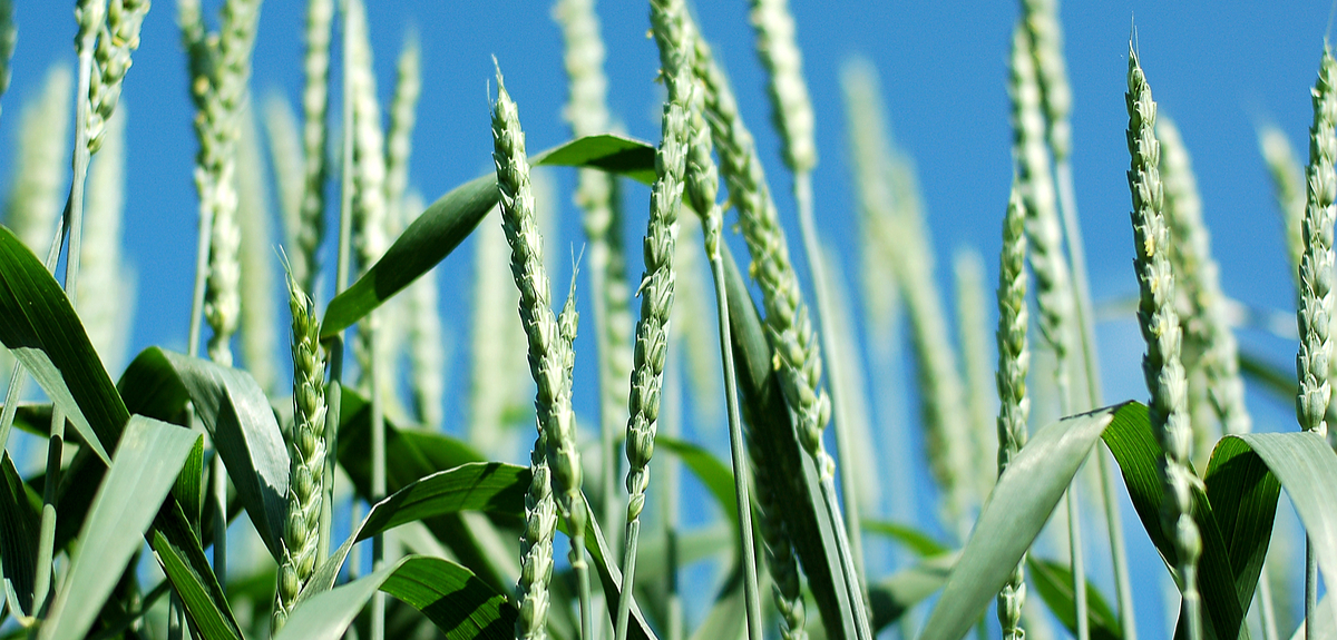 Study shows wheat crop yield can be increased by up to 20% using new chemical technology