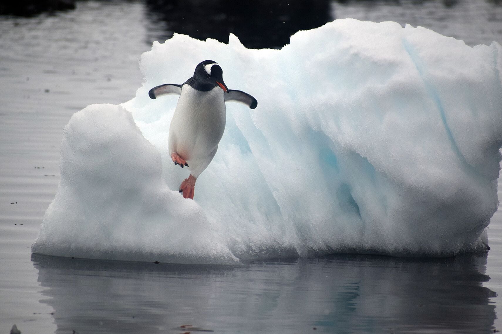 Study reveals climate change impact on Antarctic penguins | University