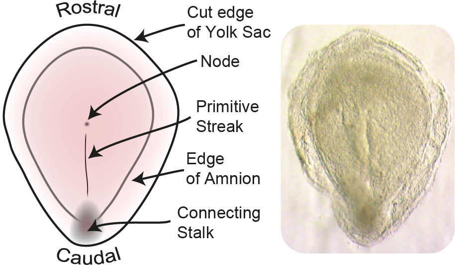Human Embryo Schematic (Disk)
