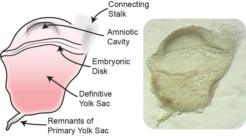 Human Embryo Schematic (Entire)
