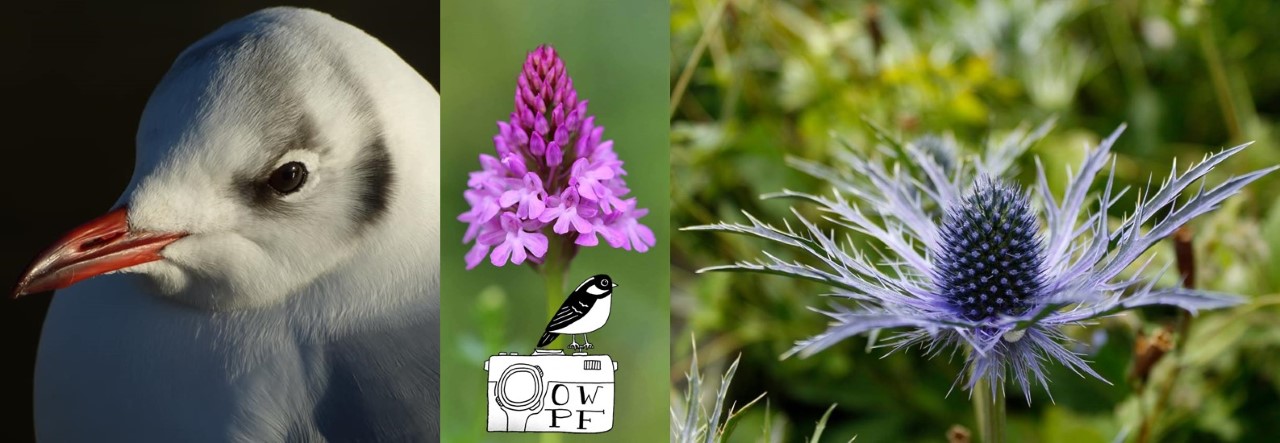Oxford Wildlife Photography and Film-making Society banner