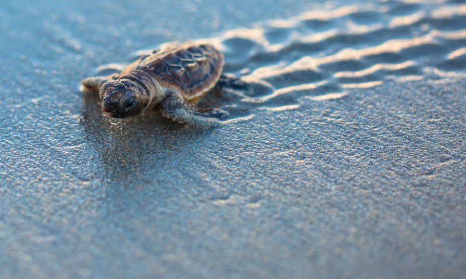 Baby sea turtle walking across the sand