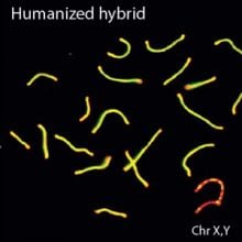 Paired chromosomes from the infertile hybrid and the ‘humanized’ mice
