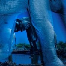 Essence of Elephants, by Greg du Toit