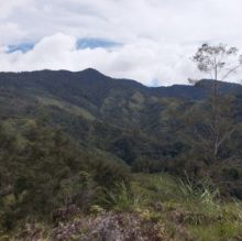 Montane rainforest in the Central Highlands of New Guinea 