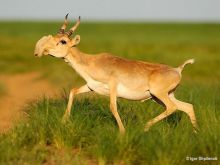 Saiga