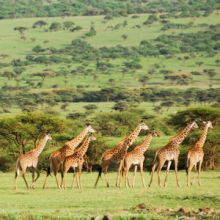 Herd of giraffes