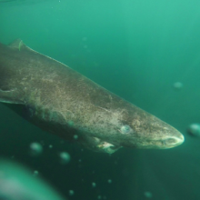 Greenland shark