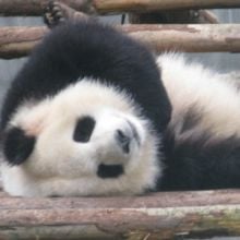 Panda loans are for countries that China wants as trading partners, says study.