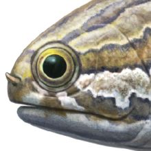 Head of a polypterid (artistic reconstruction)