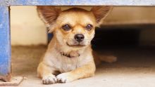 Chichuahua dog in Mexico. Credit: Urvashi9, Getty Images