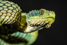 Atheris squamigera: African bush viper. Credit: looderoo, Getty Images