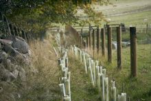 UK countryside tree planting. Credit: Matthew J Thomas, Getty Images
