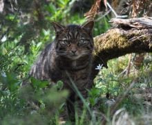 A wildcat which is part of the Saving Wildcats conservation breeding for release programme which conducted the first release of wildcats to the Cairngorms National Park, Scotland in 2023” Credit Saving Wildcats