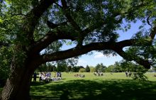 Landscape photo of groups gathering in a sunny green park with a large tree in foreground