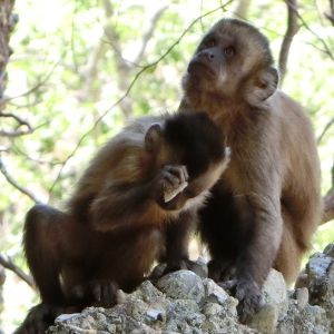 Wild-beard capuchin in Brazil  is observed smashing stones and unintentionally creating flakes similar to those once created intentionally by hominins.