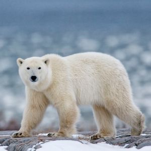 ‘Citizen scientists’ help researchers gather new insights into polar bear behaviour