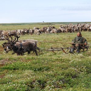 Nomadic reindeer herders in the Yamal-Nenets Autonomous Okrug of West Siberia.
