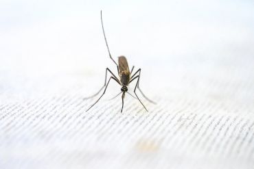 Mosquito on net
