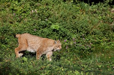 Lynx walking through green heather