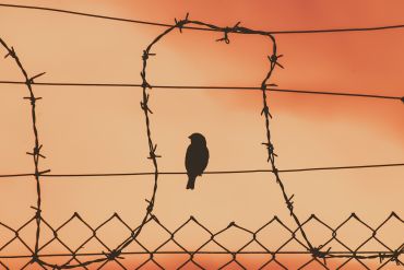 small bird on barbed wire fence with red sky behind