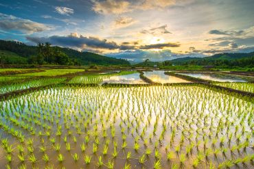 Flooded rice field. Image credit: Shutterstock