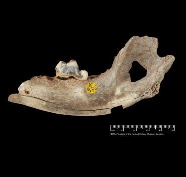 A jawbone from a dog against a black background, with a small ruler underneath it.