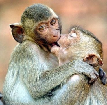 Two Rhesus macaques embrace each other and press their mouths against each others.