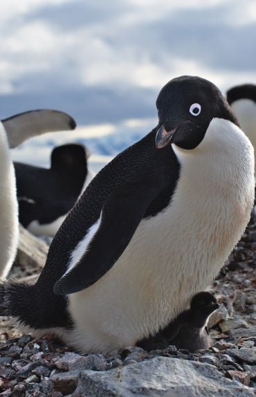 A black and white penguin stands over its chick (almost completely black) at its feet.