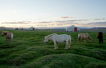 Mongolian horses and tents at dawn