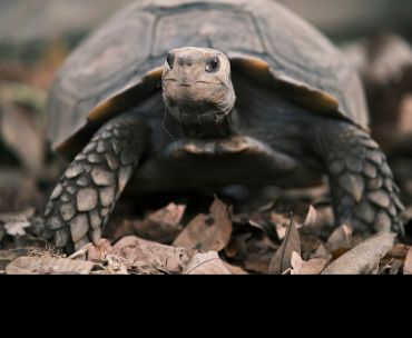An Asian Giant tortoise (Manouria emys). Image credit: Shutterstock.