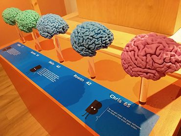 an exhibition of brains