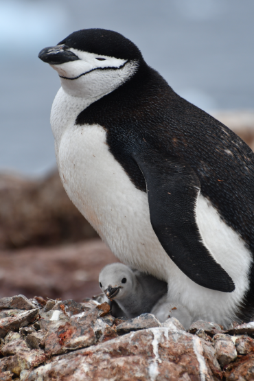 A black and white penguin stands over its grey-coloured chick which peeps out from its feet.