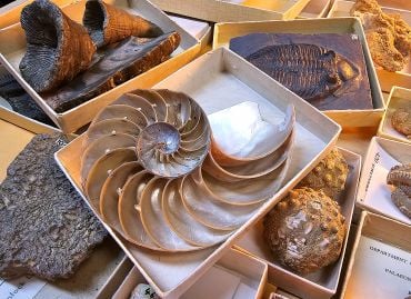 Fossil shells and trilobites in open boxes on a desk.
