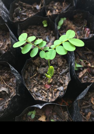 A tree seedling with round leaves growing in a pot.