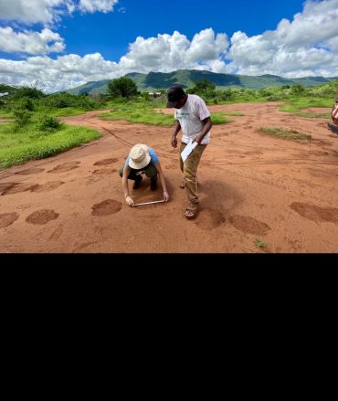 Two people take elephant footprint measurements to determine the age of the elephants that came into the community area following an elephant crop-raid incident in Sagalla.