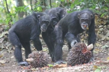 Three elderly females, over 50 years old, at the outdoor laboratory: Velu (54), Yo (52), and Fana (57), eating oil palm fruits (left to right).