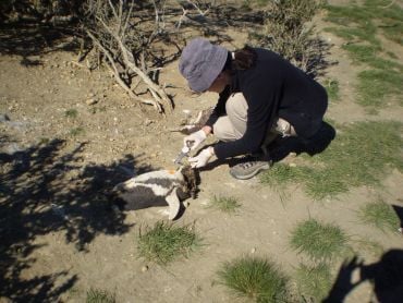A researcher crouches down next to a penguin carcass on a beach.
