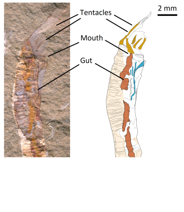 Fossil specimen (left) and diagram (right) of Gangtoucunia aspera preserving soft tissues, including the gut and tentacle. Image credit: Luke Parry and Guangxu Zhang.