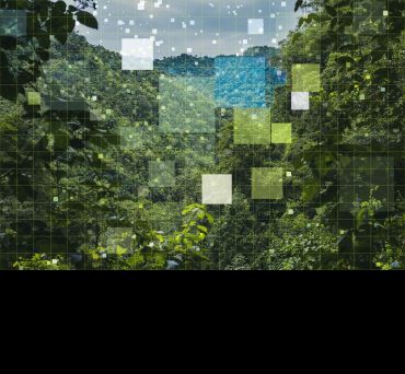 Artistic image showing a forest scene overlaid with a network of interconnected squares to represent internet of things technologies. 